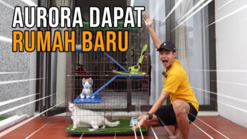 Bina & Hias Rumah Aurora !!! Kucing Kesayangan Alieff & Bella…