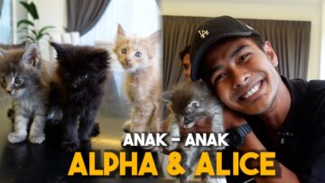 KUCING BARU ALIEFF & BELLA !!! TERKEJUT SAMPAI 5 EKOR SEKALI GUS…