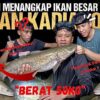 TETAMU JEMPUTAN!!, WANKADIAQ TAKUT IKAN SUNGAI?!, PANJANG&PENDEK BERAKSI TANGKAP IKAN 50KG⁉️