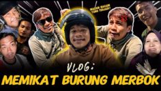 VLOG: MEMIKAT BURUNG MERBOK! KIKI PENYELAMAT NUAR?? NUAR KUMPAW