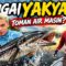 Mencari pemangsa di Sungai Yakyah , Kemaman. Hati-hati ada buaya!!