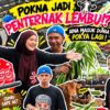 POKYA KENA SONDOL DENGAN LEMBU !? AINA MENANGIS KETAKUTAN !? POKNA NAK BELA LEMBU !?